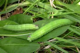 Attēlu rezultāti vaicājumam “Succisa pratensis leaf”