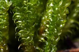 Attēlu rezultāti vaicājumam “Rhynchostegiella tenella macro”