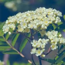 Attēlu rezultāti vaicājumam “Sorbus aucuparia flower”