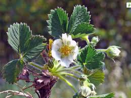 Attēlu rezultāti vaicājumam “Fragaria viridis leaf”