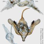 Attēlu rezultāti vaicājumam “Xanthorhoe quadrifasiata”