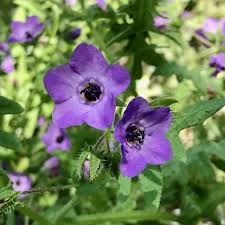 Attēlu rezultāti vaicājumam “Festuca altissima flower”