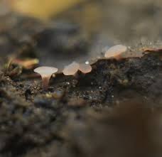 Attēlu rezultāti vaicājumam “Ombrophila violacea spores”