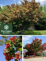 Attēlu rezultāti vaicājumam “Acer tataricum”