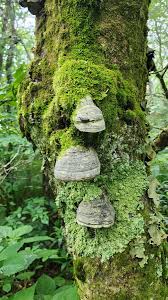 Attēlu rezultāti vaicājumam “Fomes fomentarius”