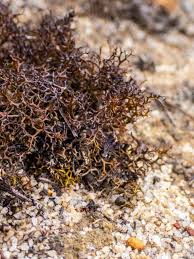 Attēlu rezultāti vaicājumam “Cetraria aculeata”