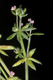 Attēlu rezultāti vaicājumam “Galium uliginosum”