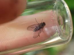 Attēlu rezultāti vaicājumam “Platypezidae”