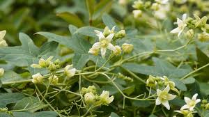 Attēlu rezultāti vaicājumam “Bryonia alba leaf”