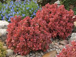 Attēlu rezultāti vaicājumam “Berberis thunbergii”