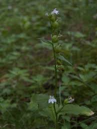 Attēlu rezultāti vaicājumam “Lobeliaceae”