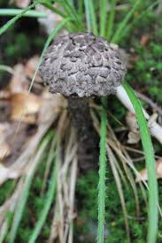 Attēlu rezultāti vaicājumam “Strobilomyces strobilaceus”