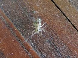 Attēlu rezultāti vaicājumam “Psococerastis gibbosa”