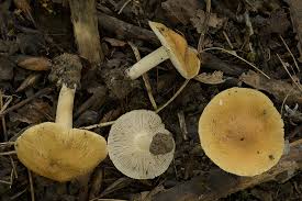 Attēlu rezultāti vaicājumam “Inocybe lanuginosa”