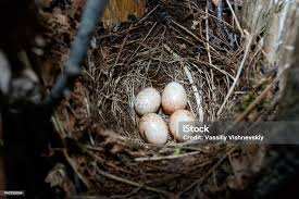Attēlu rezultāti vaicājumam “Erithacus rubecula nest”