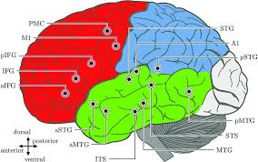 Image result for map of the brain
