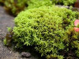 Attēlu rezultāti vaicājumam “Barbula”