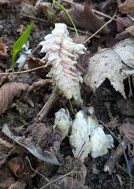 Attēlu rezultāti vaicājumam “Lathraea squamaria fruit”