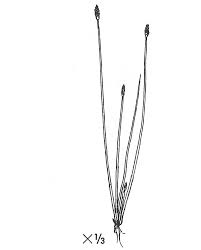Attēlu rezultāti vaicājumam “Eleocharis uniglumis”