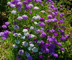 Image result for Iberis umbellata