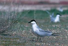 Image result for Gelochelidon nilotica