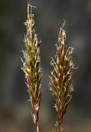Attēlu rezultāti vaicājumam “Anthoxanthum odoratum fruit”