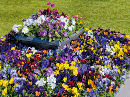 Image result for Viola cornuta