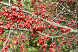 Attēlu rezultāti vaicājumam “Crataegus submollis”