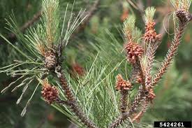 Attēlu rezultāti vaicājumam “Neodiprion sertifer”