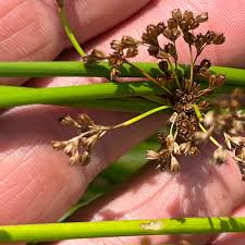 Attēlu rezultāti vaicājumam “Juncus effusus fruit”