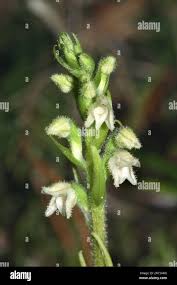 Attēlu rezultāti vaicājumam “Goodyera repens bud”