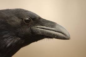 Attēlu rezultāti vaicājumam “Corvus corax adult”