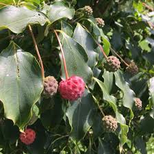 Attēlu rezultāti vaicājumam “Corynephorus canescens fruit”