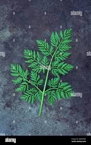 Attēlu rezultāti vaicājumam “Anthriscus sylvestris leaf”