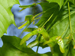 Attēlu rezultāti vaicājumam “Populus x canadensis fruit”