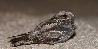 Attēlu rezultāti vaicājumam “Caprimulgus europaeus adult”