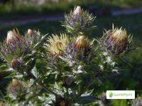 Attēlu rezultāti vaicājumam “Carlina biebersteinii leaf”