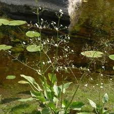 Attēlu rezultāti vaicājumam “Alisma plantago-aquatica leaf”