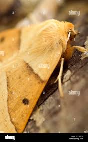 Attēlu rezultāti vaicājumam “Crocallis elinguaria imago”