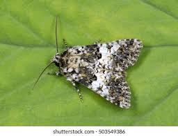 Attēlu rezultāti vaicājumam “Hadena rivularis”