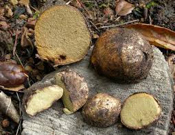 Attēlu rezultāti vaicājumam “Rhizopogon luteolus”