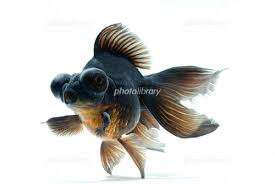 Image result for 出目金