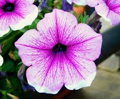 Image result for Petunia hybrida
