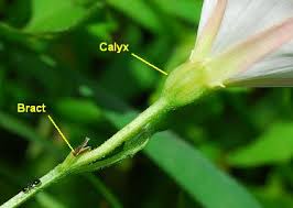 Attēlu rezultāti vaicājumam “Convolvulus arvensis”