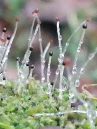 Attēlu rezultāti vaicājumam “Colloderma robustum macro”