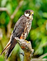 Attēlu rezultāti vaicājumam “Falco subbuteo”