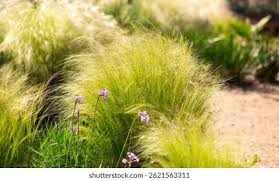 Attēlu rezultāti vaicājumam “Najas tenuissima”