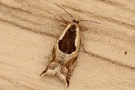 Attēlu rezultāti vaicājumam “Ancylis myrtillana”