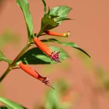 Image result for Cuphea ignea