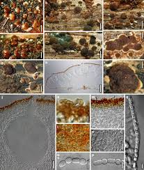 Attēlu rezultāti vaicājumam “Hypocrea rufa”